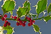 English holly (Ilex aquifolium). Toxic plants. Traditionally used as a medicinal plant (for animals). Olot. Garrotxa. Girona. Pyrenees. Catalonia. Spain.