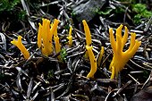 Yellow staghorn fungus (Calocera viscosa) on the ground of a fir (Albies alba) forest. Vall d'Isil. pallars Sobira. Lleida. Catalonia. Spain.