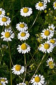 Wild chamomile (Matricaria recutita L.) in bloom. Used as a medicinal plant. Batet. Garrotxa. Girona. Pyrenees. Catalunya. Spain.