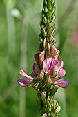 Cultivated common sainfoin (Onobrychis viciifolia Scop.) in bloom. Fodder plant. Ivars. Pla d'Urgell. Lleida. Catlunya. Spain.