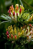 Common kidneyvetch (Anthyllis vulneraria L.) in bloom. Used in popular medicine as a medicinal plant. Les Preses. Garrotxa. Girona. Pyrenees. Catalunya. Spain.