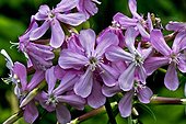 Common soapwort (Saponaria officinalis). Species used in popular medicine. Alta Ribagorca. Lleida. Pyrenees. Catalunya. Spain.