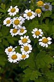 Feverfew (Tanacetum parthenium (L.) Schultz Bip.) in bloom. Used as a medicinal plant. Tavascan. Pallars Sobire. Lleida. Pyrenees. Catalunya. Spain.