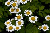 Feverfew (Tanacetum parthenium (L.) Schultz Bip.) in bloom. Used as a medicinal plant. Tavascan. Pallars Sobire. Lleida. Pyrenees. Catalunya. Spain.