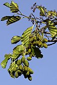 Common alder (Alnus glutinosa (L.) Gaertn.) with fruits and a blue sky. Estany d'Ivars. Pla d'Urgell. Lleida. Catalunya. Spain.