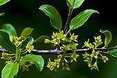 Rock buckthorn (Rhamnus saxatilis Jacq.) (=Rhamnus infectorius L.) in bloom. pYrenees. Huesca. Aragon. Spain.
