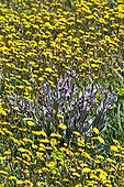 Hound's tongue (Cynoglossum cheirifolium L.) and hawksbeard (Crepis vesicaria L. ssp. taraxacifolia) in bloom. Ivars d'Urgell. Pla d'Urgell. Lleida. Catalunya. Spain.