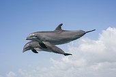 Bottlenose dolphins ( Tursiops truncates) jump, Bahamas
