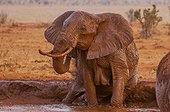 African Elephant (Loxodonta africana) female bathing, Tsavo East National Park, Kenya