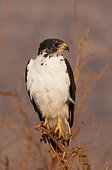 Augur Buzzard (Buteo augur)on a branch, Tsavo East National Park, Kenya