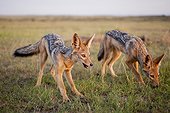 Young Black-backed jackal (Canis mesomelas ) in the savanna , Maasai Mara , Kenya