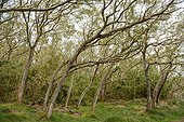Highland Tamarin (Acacia heterophylla), Bamboo ((Nastus borbonicus) and Old Man's Beard (Usnea barbata), Tevelave rorest, Hauts des Avirons, Hauts de l'Ouest, Reunion island