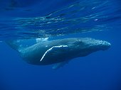 Young Humpback Whale (Megaptera novaeangliae) below the surface , Reunion Island , Indian Ocean, France
