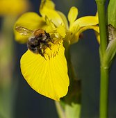 Common Carder Bee (Bombus pascuorum) on Yellow Flag (Iris pseudacorus) West Sussex, UK