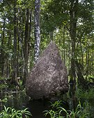 Southern Yellowjacket (Vespula squamosa) giant nest, approximately 2m/6.5ft tall, Fisheating Creek Wildlife Management area, Florida, USA. Summer