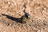 Kenya, Shaba reserve, Dung Beetle