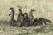 Kenya, Masai-Mara game reserve, banded mongoose (Mungos mungo), group in the alert