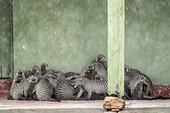 Kenya, Masai-Mara game reserve, banded mongoose (Mungos mungo), group protecting itself from the heavy rains under the porch of the post office at Keekorok