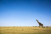 Kenya, Réserve nationale du Masai-Mara, Girafe masai (Giraffa cameleopardalis tippelskirchi), en saison sèche