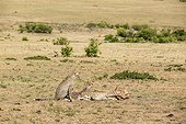 Kenya, Masai-Mara game reserve, cheetah (Acinonyx jubatus), cubs 7/8 months old eating a topi killed by their mother