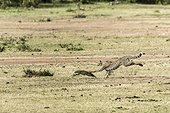 Kenya, Masai-Mara game reserve, cheetah (Acinonyx jubatus), cub 7/8 months old chasing a banded mongoose