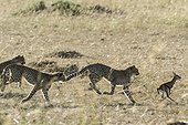 Kenya, Masai-Mara game reserve, cheetah (Acinonyx jubatus), cubs 8 months old learning to hunt newborn Thomson's gazelles