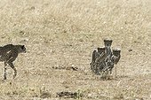 Kenya, Masai-Mara game reserve, cheetah (Acinonyx jubatus), cubs 8 months old learning to hunt newborn Thomson's gazelles