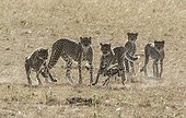 Kenya, Masai-Mara game reserve, cheetah (Acinonyx jubatus), cubs 8 months old learning to hunt newborn Thomson's gazelles and their mother