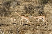 Kenya, Samburu game reserve, gerenuk (Litocranius walleri), male and female
