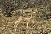 Kenya, Samburu game reserve, gerenuk (Litocranius walleri), young