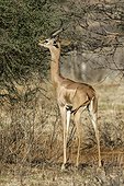 Kenya, Samburu game reserve, gerenuk (Litocranius walleri), male feeding