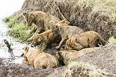 Kenya, Masai-Mara game reserve, lion (Panthera leo), group eating a zebra in the mud on the banks of the river
