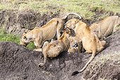 Kenya, Masai-Mara game reserve, lion (Panthera leo), group eating a zebra in the mud on the banks of the river