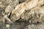 Kenya, Masai-Mara game reserve, lion (Panthera leo), group eating a zebra in the mud on the banks of the river