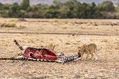 Kenya, Masai-Mara game reserve, lion (Panthera leo), cub and Zebra