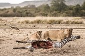Kenya, Masai-Mara game reserve, lion (Panthera leo), female