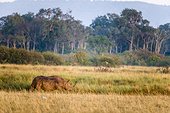 Kenya, Masai-Mara game reserve, Black rhino (Diceros bicornis), male