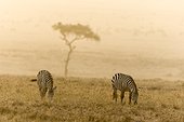 Kenya, Masai-Mara game reserve, Grant's zebra (Equus burchelli granti), at sunrise