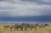 Kenya, Masai-Mara game reserve, Grant's zebra (Equus burchelli granti), herd in the plains in dry season