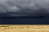 Kenya, Masai-Mara game reserve, Grant's zebra (Equus burchelli granti), herd in the plains in dry season and storm