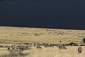 Kenya, Masai-Mara game reserve, Grant's zebra (Equus burchelli granti), herd in the plains in dry season and storm