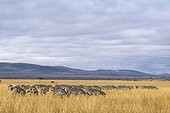 Kenya, Masai-Mara game reserve, Grant's zebra (Equus burchelli granti), herd in the plains during the dry season