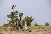 Kenya, Masai-Mara game reserve, Marabou stork (Leptoptilos crumeniferus)