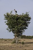 Kenya, Masai-Mara game reserve, Marabou stork (Leptoptilos crumeniferus)