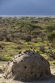 Kenya, Masai-Mara game reserve, Red-and-yellow Barbet (Trachyphonus erythrocephalus)