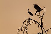 Kenya, Masai-Mara game reserve, crowned crane (Balearica regulorum gibbericeps), couple at sunrise
