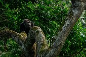 Western lowland gorilla (Gorilla gorilla gorilla) in Marantaceae forest. Odzala-Kokoua National Park. Cuvette-Ouest Region. Republic of the Congo