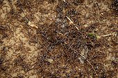 Safari Ant (Dorylus sp) colony swarming Marantaceae forest floor. Odzala-Kokoua National Park. Cuvette-Ouest Region. Republic of the Congo
