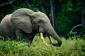 African forest elephant (Loxodonta cyclotis). Odzala-Kokoua National Park. Cuvette-Ouest Region. Republic of the Congo