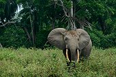 African forest elephant (Loxodonta cyclotis). Odzala-Kokoua National Park. Cuvette-Ouest Region. Republic of the Congo